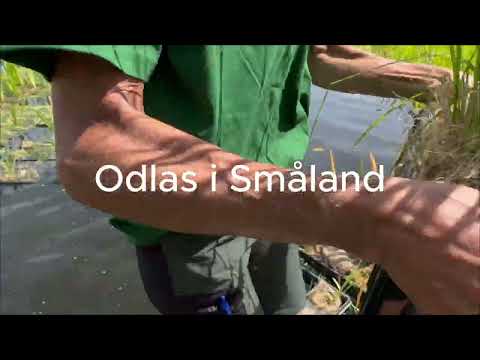 Maxiplugg i dagvattenanläggning