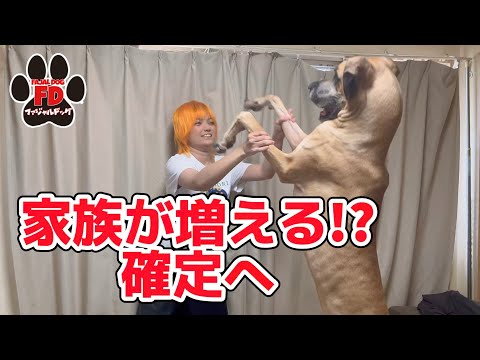 【大型犬５匹】家族が増える！とんでもない事が！？パパ失笑w