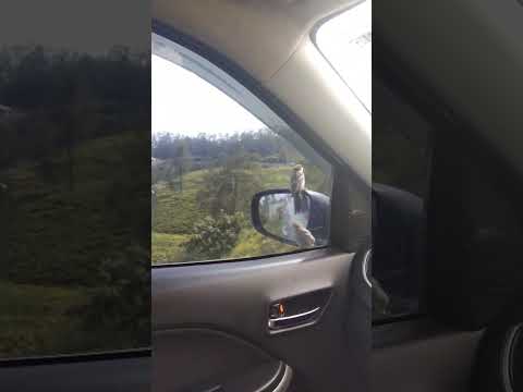 #sparow#birds#yt#pets#train#viral#subscribemychannel#shorts#rare#sparrow golden