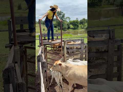 Apartando o gado🤠