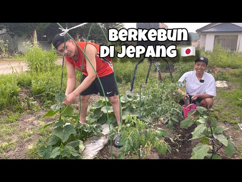 Berkebun di Jepang ‼️ cabe terong tomat semangka | tki Jepang