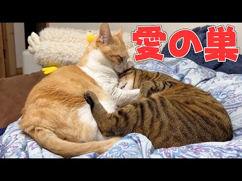 病み上がりの飼い主のベッドを自分たちの愛の巣にしてしまった猫たち