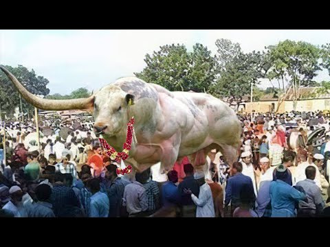 80 करोड़ का भैंसा जो हर महीने कमा लेता है लाखो रुपए / A Bull Worth 9 Crores / 25 Crore Shahenshah