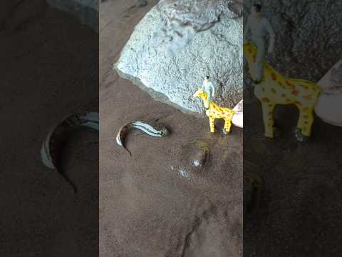 ikan channa,ikan channa limbata,ikan channa maru, - IKAN CHANNA #shorts #channa #limbata #viral