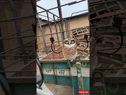 FUNNY Owl Dances Better Than Your Cat#owl #dance#catdance#cat #funny#memes#love #comedy#viral#shorts