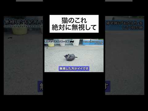 無視した方が良い猫の行動を獣医師が解説