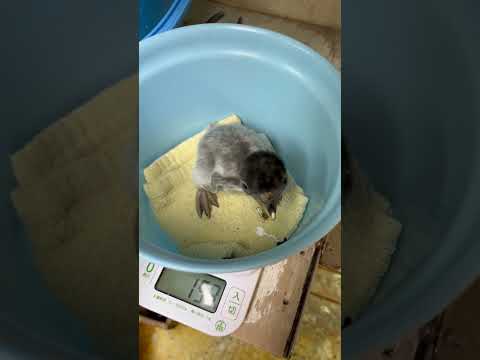 猫の動画サムネイル - 6/2ふ化🐣ジェンツーペンギン生後5日目