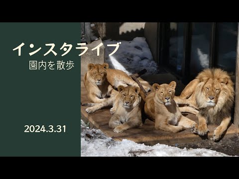 2024年3月31日インスタライブ 園内を散歩