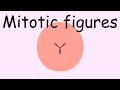 Mitotic Figures and Tumor Assessment