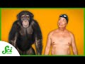 Understanding Human and Ape Differences