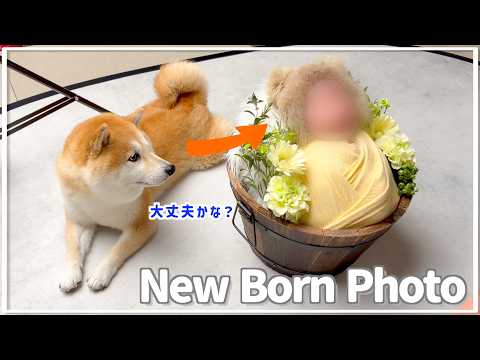 【NewBorn】妹のニューボーン撮影を近くで見守るぽん吉に兄の自覚が芽生えてました♫【#125】