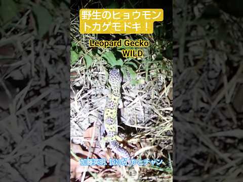 捕まえた！野生のヒョウモントカゲモドキ！超貴重！Wild leopard gecko！Eublepharis macularius ≫ 加藤英明【公式】かとチャン