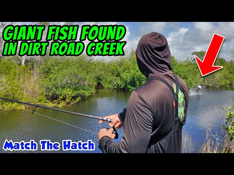 GIANT FISH in Dirt Road Creek! Fishing with Fans