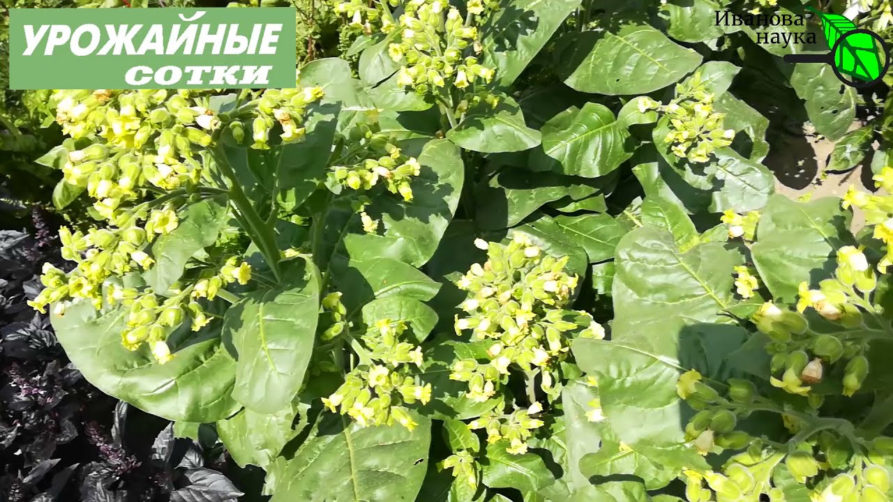 Средство от насекомых. С грядки! Вырасти сам и используй бесплатно!