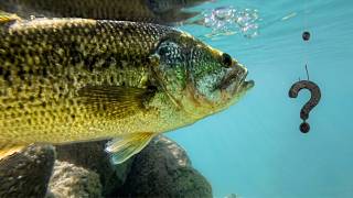 Why You Should NEVER Stop Fishing This ”Beginner” Rig!