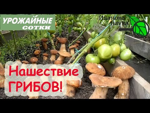 Вот это да! В огороде выросли грибы. Шампиньоны, опята, навозники, поганки и слизевики. Что делать?