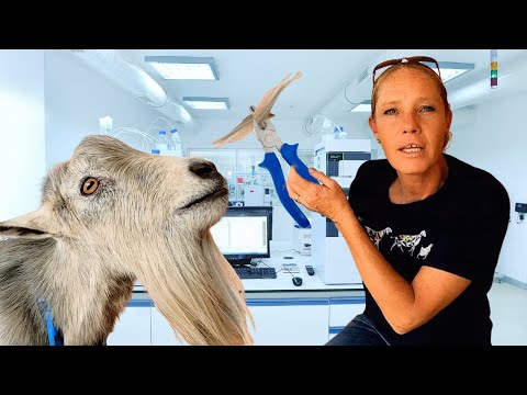 How To DNA Type Your Buck Through ADGA