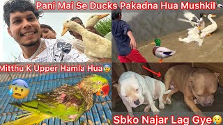 Julie N Mitthu Gang Ko Pakad Liya😰Condition Kharab💔Sbko Najar Lag Gye🐶|| Jora Ko B Kuch Hogya😢