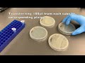 Laboratory Techniques for Bacterial Transformation