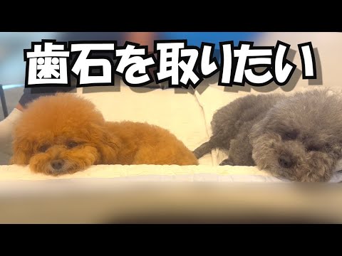 犬の歯磨きを撮影したら面白いの撮れた
