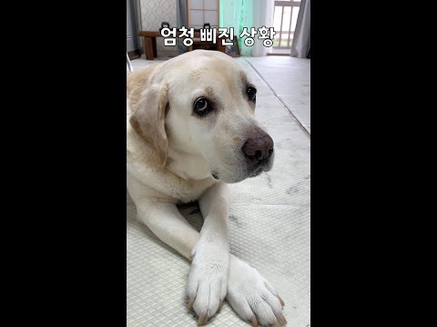 호야 산책하자고 했을때 반응  l 너무 귀여워서 구독자를 위한 #shorts