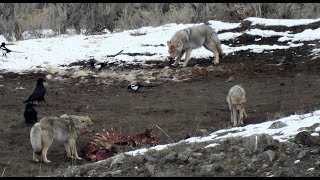 Coyotes fight Over Elk Carcass in Yellowstone National Park