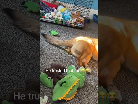 Les chiens me surprennent de façon inattendue #dogs #dog #funnydogs #fyp #foryou #pet #pets