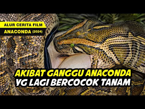 JANGAN MENGGANGGU ULAR KAWIN - Alur Cerita Film ANACONDA (2024)