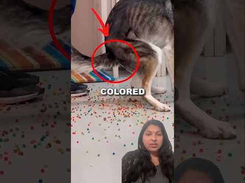 Puppy’s RAINBOW coloured Accident 🐕💩 #shortsfeed #shorts #trending #viralshort #viralvideos#india