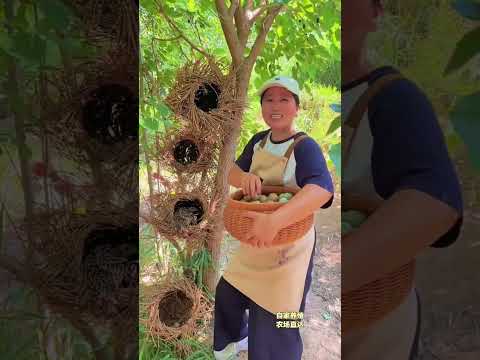 Pheasant Farm Life | Eggs Collection &Care Fresh Eggs#villagelife#farming