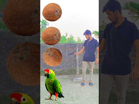 Rounding coconut to Duck, Peacock, Pigeon & Parrot - Birds names magic video