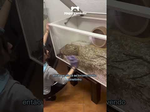 Como sei que ele tá vivo? 🐹