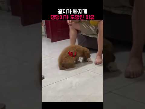 댕댕이가 꽁지 빠지게 도망친 이유