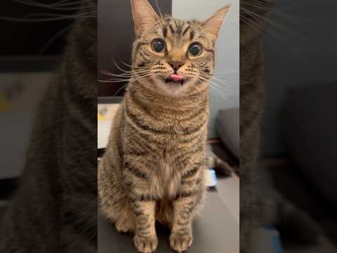 猫の動画サムネイル - 猫のすべてが可愛すぎて大喜びパパ #shorts #猫 #cat