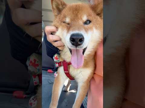 柴犬力丸ののんびり日常：扇風機とカメラ目線で楽しむ癒しの時間 サムネイル