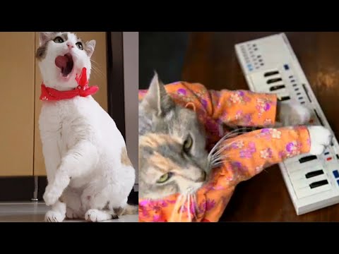 Cute cat listening Music🎶 - Cute and Funny Cat Videos Moment #1 | Aww Animals