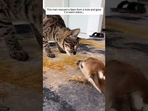 This man rescued a fawn from a hole