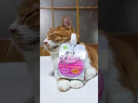 かわいい猫たちと味わうライチ味こんにゃくゼリーの癒しシーン サムネイル