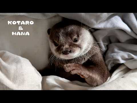 かわいい顔しておっさんみたいな寝方をするカワウソがこちら　My Otter Sleeping Like a Teddy Bear - A Close-Up Look