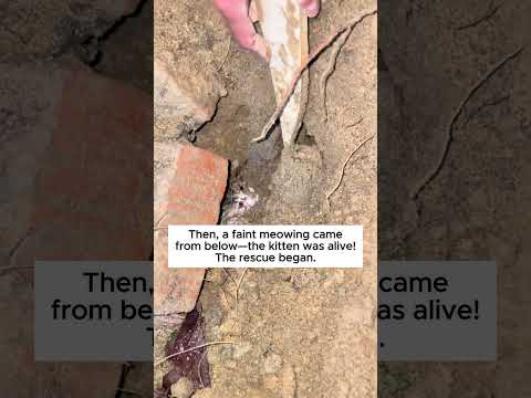 Dog save cat#shorts
