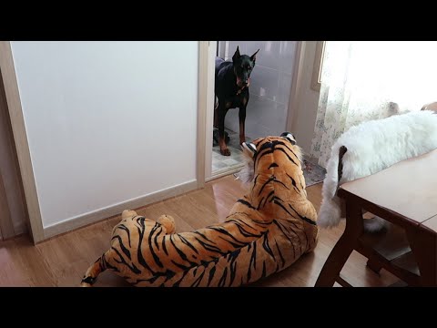 [ENG SUB]도베르만은 호랑이를 봐도 간식은 먹는다