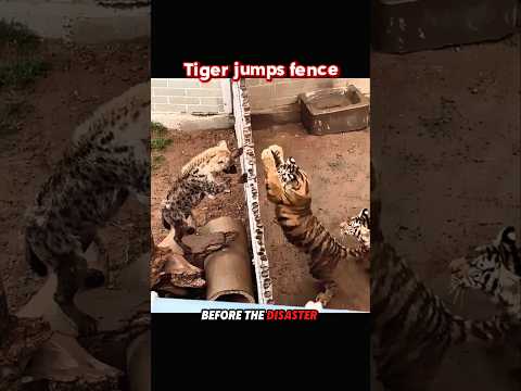 Hyena Taunts Tiger 🐅 | Instant Karma Attack! #trending #animals #tiger #hyena #shorts #youtube