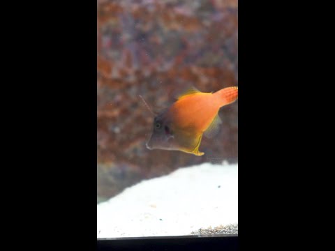 Coming this Friday to Diver's Den at 5pm CST! Coming this Friday to Diver's Den at 5pm CST!
#liveaquaria #diversden #wysiwyg #fishkeepers #fishtok