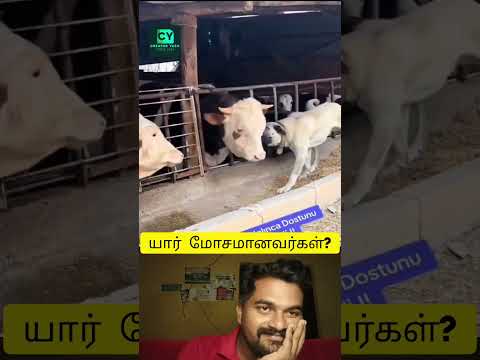 தங்க புள்ள ❤️❤️❤️ #hoomans #dogcomedyvideo #instatrending #creatoryash #bigbang