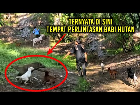 BERBURU DI S0RGA NYA BABI HUTAN | Spot andalan berburu | Amazing |