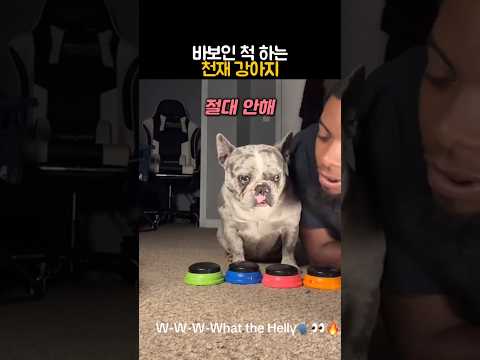 바보인 척 하는 천재 강아지? #동물 #강아지