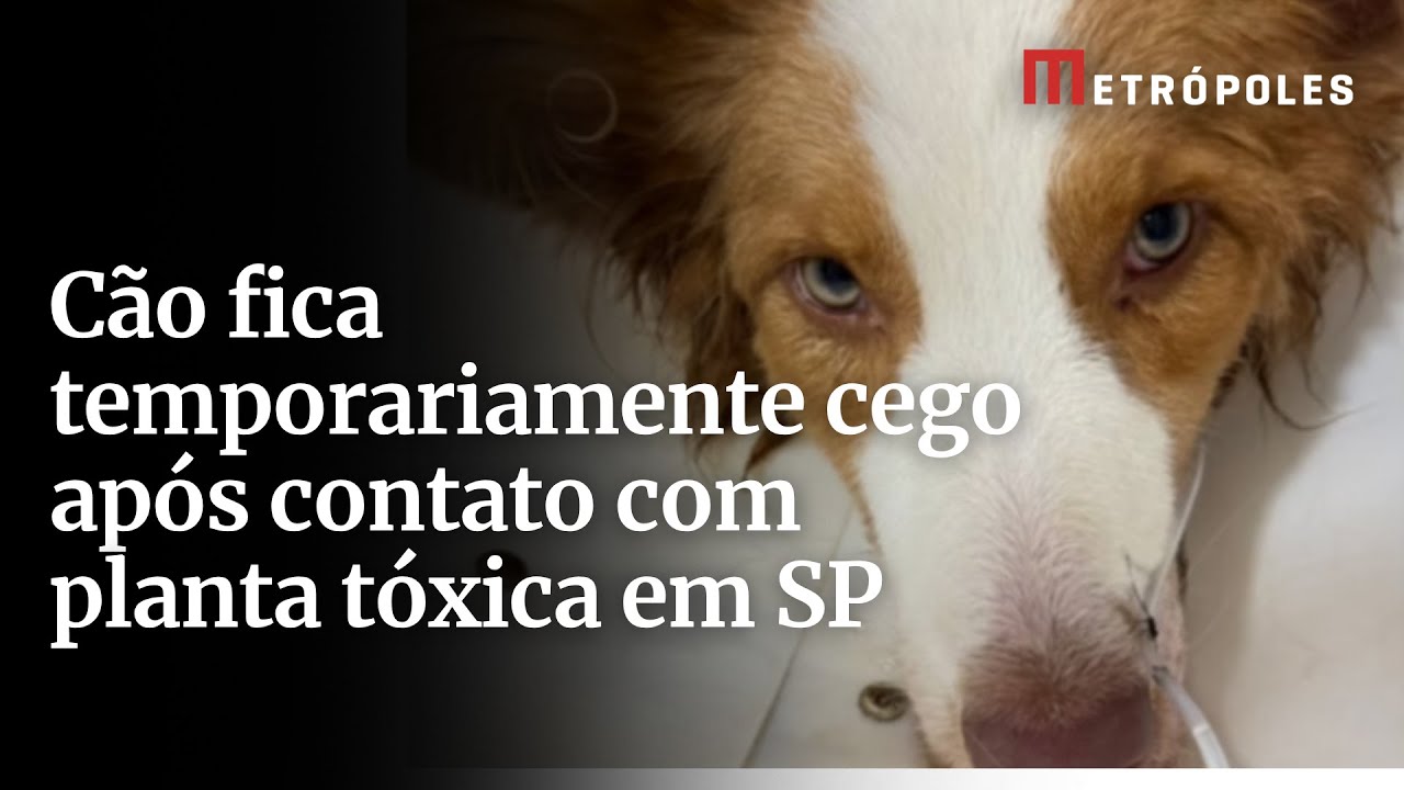 Cão fica temporariamente cego após contato com planta tóxica em São Paulo