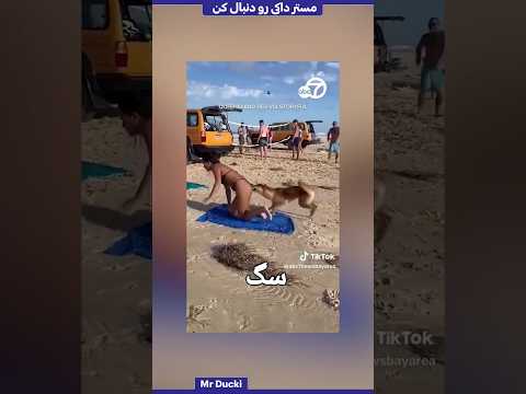 اگه یک سگ وحشی بهتون حمله کرد با این ترفند جونت رو نجات بده ! 😨😱#shorts #toturial