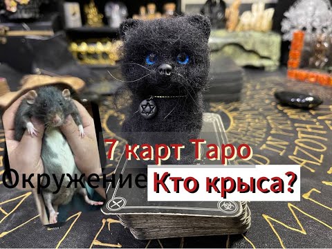 Кто крыса? Гадание на картах на окружение. 7 карт Таро