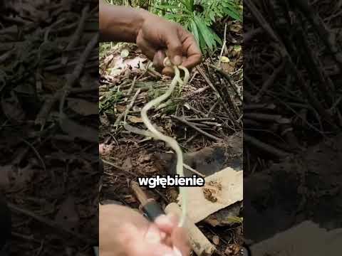 Starodawne Narzędzie Do…🔥